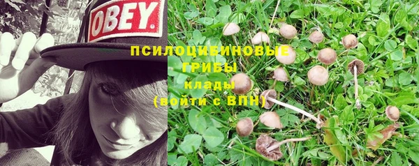 стафф Богданович