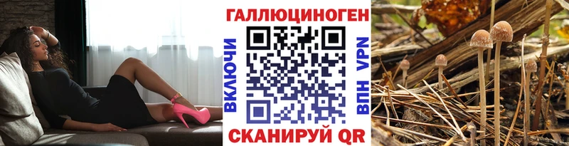 Галлюциногенные грибы Psilocybine cubensis  Гусиноозёрск 